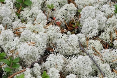 What are adaptations of caribou moss?